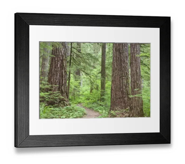 Framed Print : USA, Washington, Olympic National Forest Framed Print : USA, Washington, Olympic National Forest