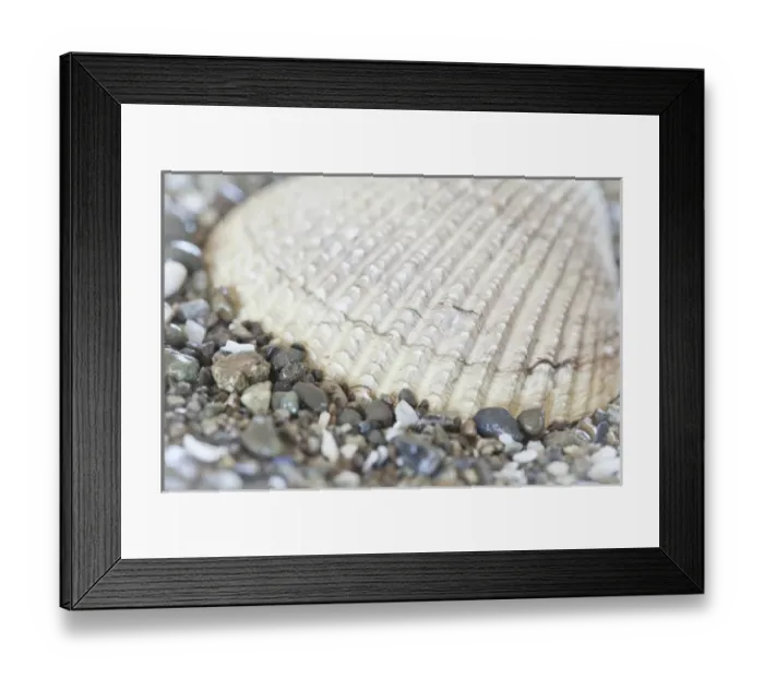 Framed Print : USA, Washington, Seabeck. Close-up of cockle shell in Hood Canal