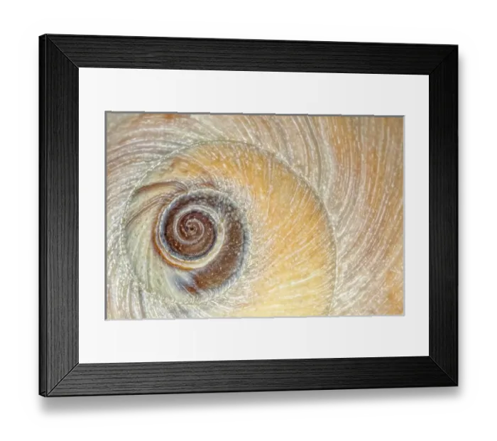 Framed Print : USA, Washington, Seabeck. Close-up of moon snail shell Framed Print : USA, Washington, Seabeck. Close-up of moon snail shell