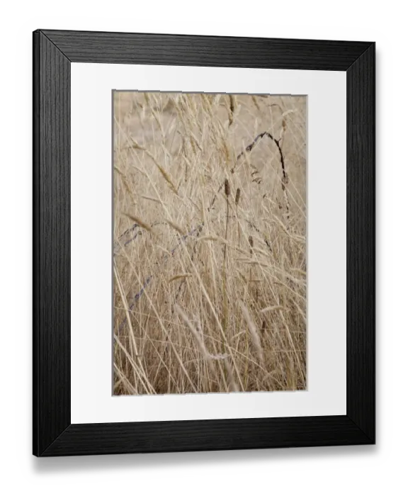 Framed Print : USA, Washington, Silverdale. Barbed wire in grassy field Framed Print : USA, Washington, Silverdale. Barbed wire in grassy field