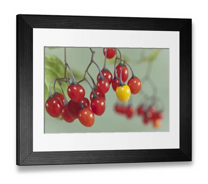 Framed Print : USA, Washington, Seabeck. Close-up of poisonous bittersweet nightshade berries. Credit as