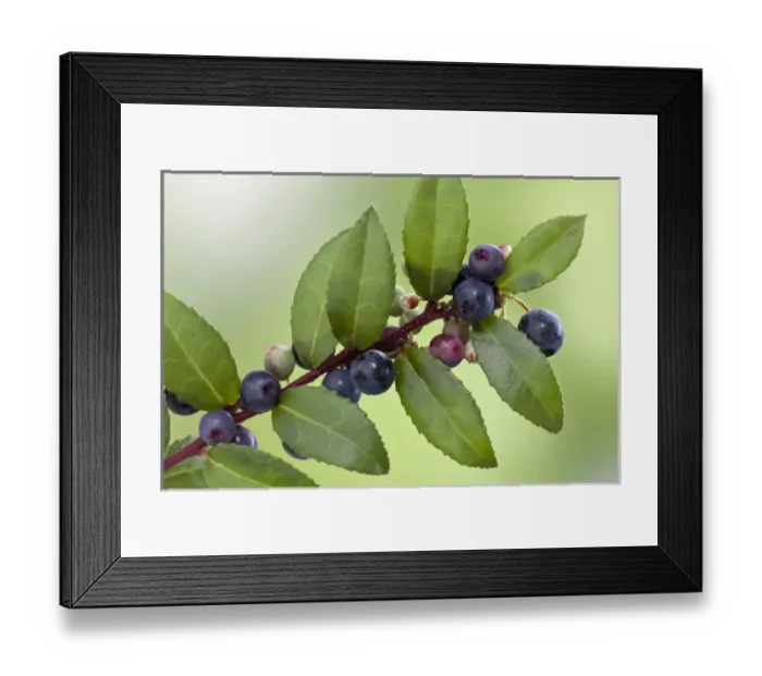 Framed Print : USA, Washington, Seabeck. Close-up of evergreen huckleberry plant with berries. Credit as