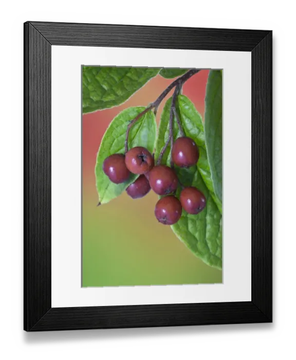 Framed Print : USA, Washington. Close-up of cotoneaster berries on the vine Framed Print : USA, Washington. Close-up of cotoneaster berries on the vine