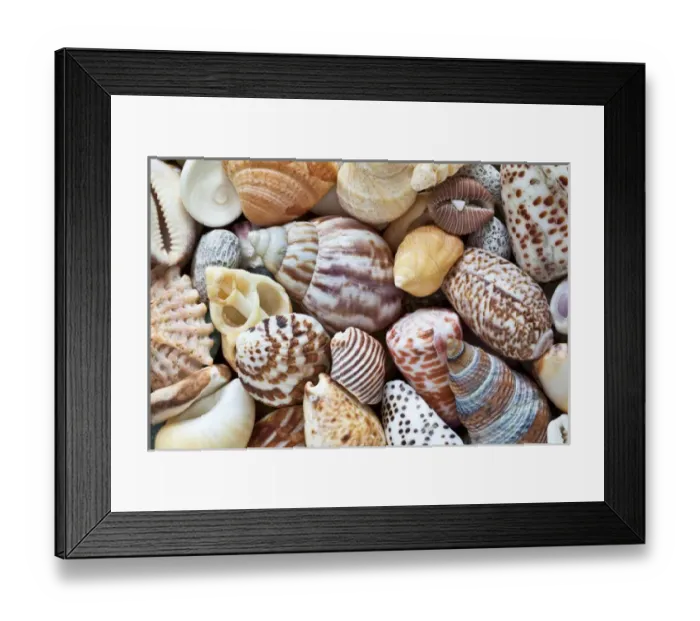 Framed Print : USA, Washington. Close-up of collection of sea shells Framed Print : USA, Washington. Close-up of collection of sea shells