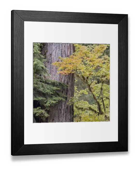 Framed Print : USA, Washington, Quinault. Forest scenic. Credit as: Don Paulson / Jaynes Gallery / DanitaDelimont Framed Print : USA, Washington, Quinault. Forest scenic. Credit as: Don Paulson / Jaynes Gallery / DanitaDelimont