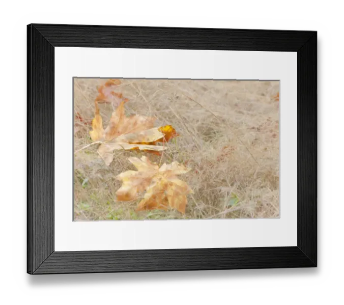 Framed Print : USA, Washington, Quinault. Maple leaves in grass Framed Print : USA, Washington, Quinault. Maple leaves in grass