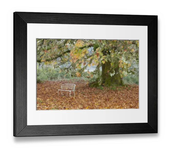 Framed Print : USA, Washington, Quinault. Metal bench under maple tree Framed Print : USA, Washington, Quinault. Metal bench under maple tree