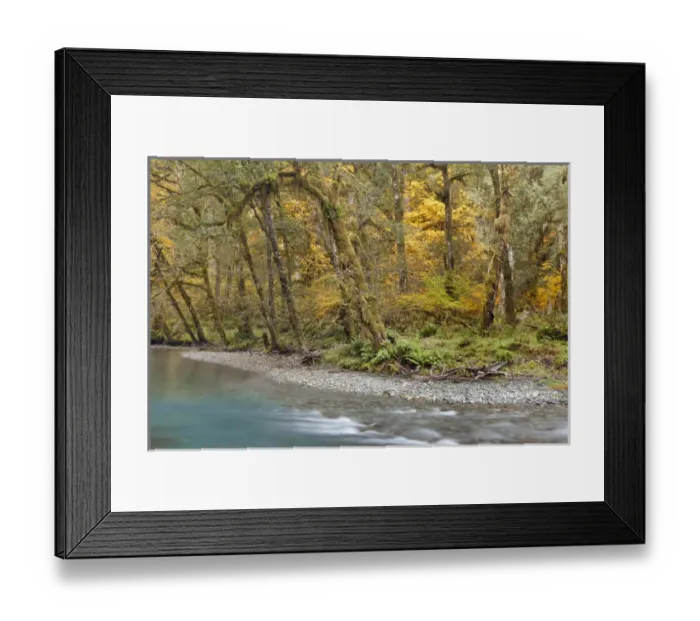 Framed Print : USA, Washington. Scenic of Quinault River in the Olympic National Park. Credit as Framed Print : USA, Washington. Scenic of Quinault River in the Olympic National Park. Credit as
