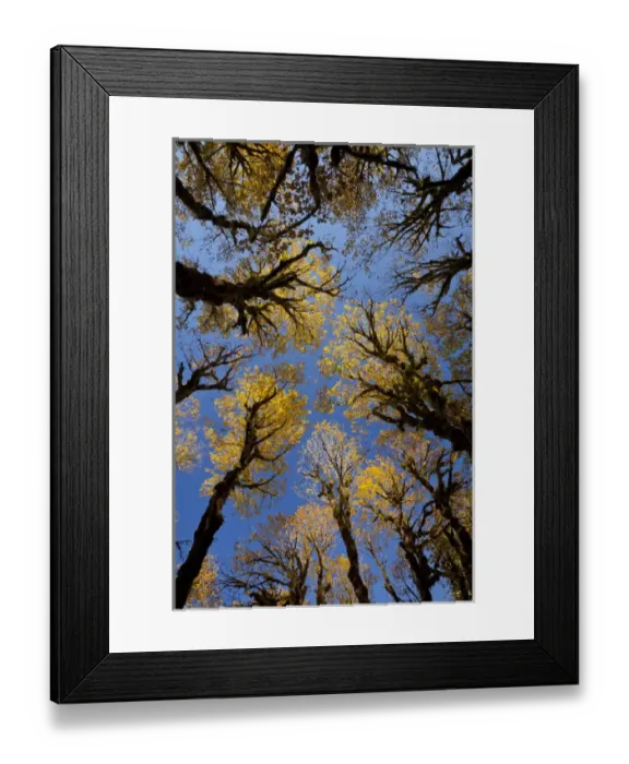 Framed Print : USA, Washington, Olympic National Park. Looking up at stand of big leaf maple trees Framed Print : USA, Washington, Olympic National Park. Looking up at stand of big leaf maple trees
