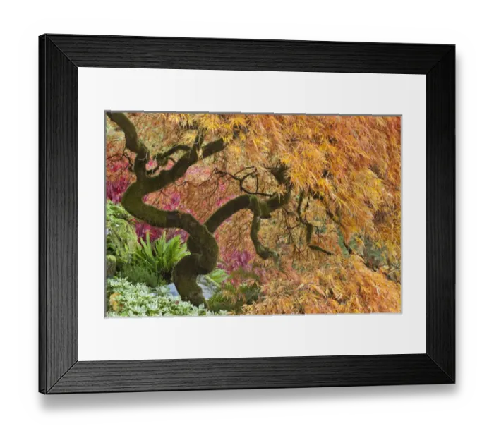 Framed Print : USA, Washington, Bainbridge Island. Japanese maple tree in autumn color on The Bloedel Reserve Framed Print : USA, Washington, Bainbridge Island. Japanese maple tree in autumn color on The Bloedel Reserve