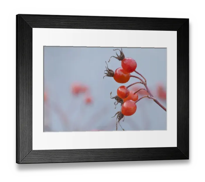 Framed Print : USA, Washington, Seabeck. Wild rose hips in winter Framed Print : USA, Washington, Seabeck. Wild rose hips in winter