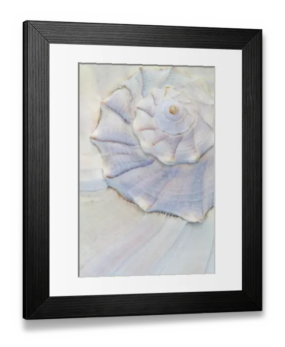 Framed Print : USA, Washington. Close-up of pastel seashell Framed Print : USA, Washington. Close-up of pastel seashell