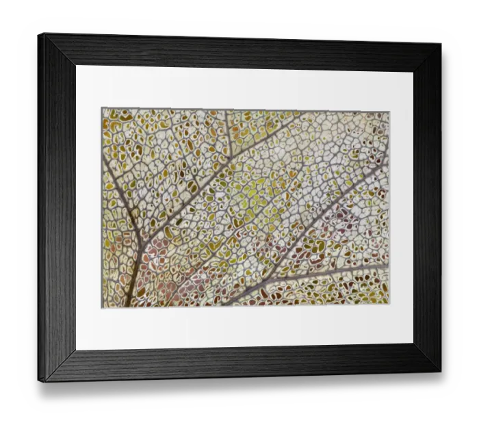 Framed Print : USA, Washington, Olympic National Park. Detail of skeletonized leaf Framed Print : USA, Washington, Olympic National Park. Detail of skeletonized leaf