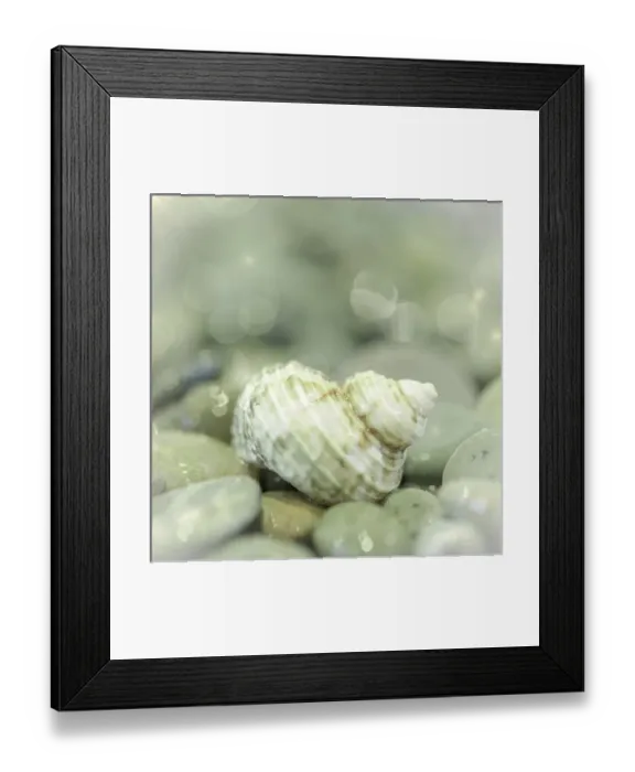 Framed Print : USA, Washington, Seabeck. Sea shell and beach rocks Framed Print : USA, Washington, Seabeck. Sea shell and beach rocks