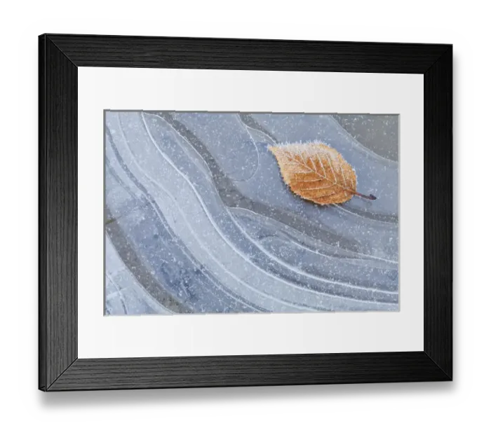 Framed Print : USA, Washington, Seabeck. Autumn leaf on ice flecked with frost Framed Print : USA, Washington, Seabeck. Autumn leaf on ice flecked with frost