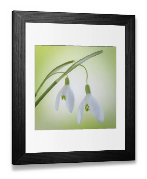 Framed Print : USA, Washington, Seabeck. Close-up of galanthus snowdrop flower