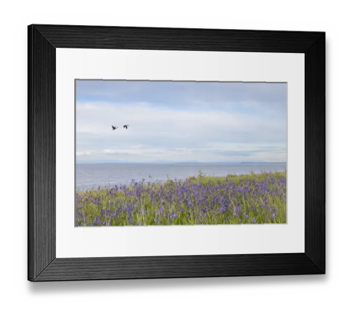 Framed Print : USA, Washington, San Juan Islands. Canada geese flying and camas flowers on Patos Island Framed Print : USA, Washington, San Juan Islands. Canada geese flying and camas flowers on Patos Island