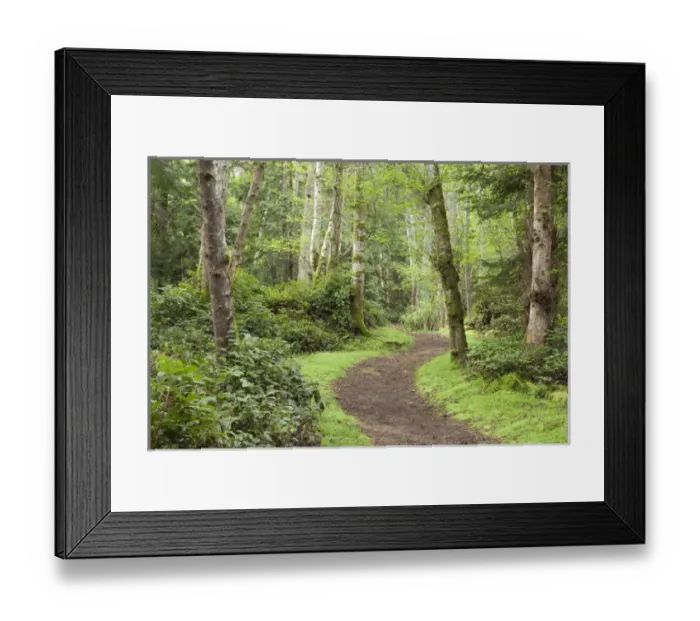 Framed Print : USA, Washington, San Juan Islands. Trail through woods on Stuart Island. Credit as Framed Print : USA, Washington, San Juan Islands. Trail through woods on Stuart Island. Credit as