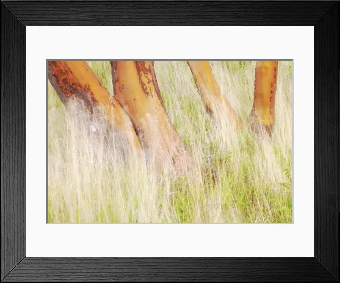 Framed Print : USA, Washington, San Juan Islands. Grasses and madrone trees in Yellow Island Nature Conservancy Framed Print : USA, Washington, San Juan Islands. Grasses and madrone trees in Yellow Island Nature Conservancy