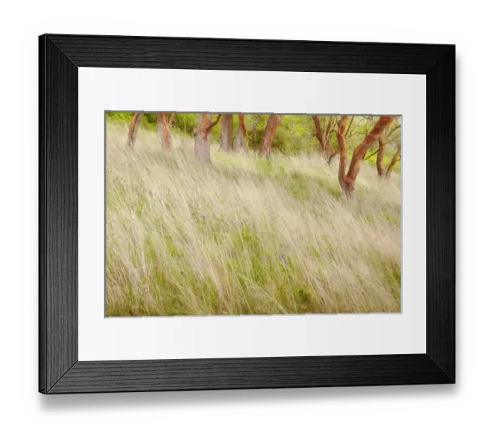 Framed Print : USA, Washington, San Juan Islands. Grasses and madrone trees in Yellow Island Nature Conservancy Framed Print : USA, Washington, San Juan Islands. Grasses and madrone trees in Yellow Island Nature Conservancy