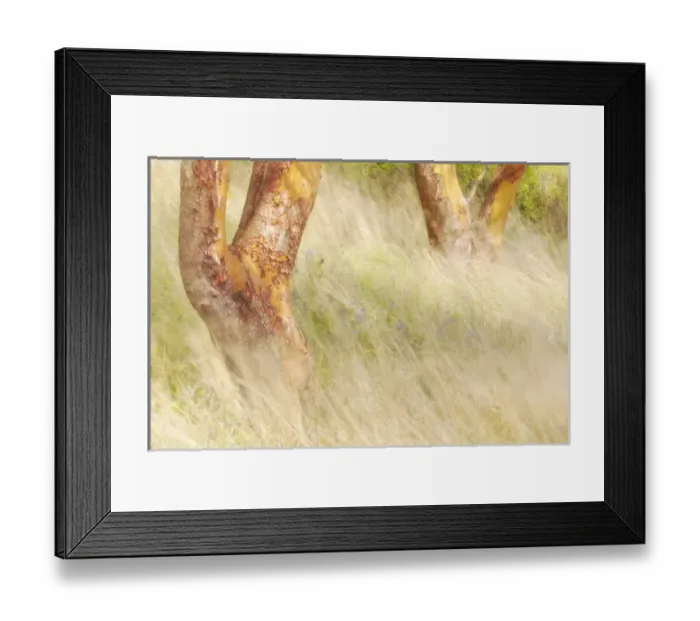 Framed Print : USA, Washington, San Juan Islands. Grasses and madrone trees in Yellow Island Nature Conservancy