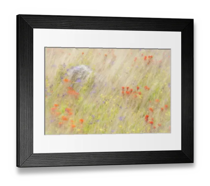 Framed Print : USA, Washington, San Juan Islands. Field of flowers and grasses in Yellow Island Nature Conservancy