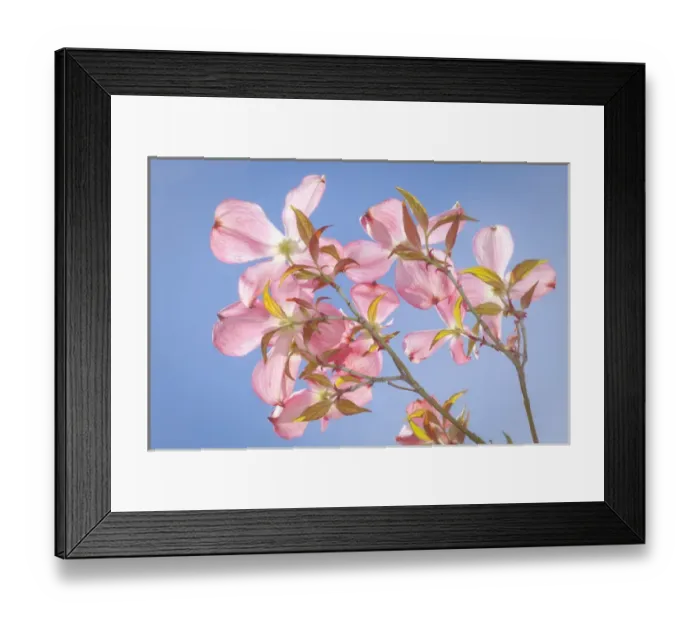 Framed Print : USA, Washington, Seabeck. Pink dogwood blossoms against blue sky in springtime. Credit as