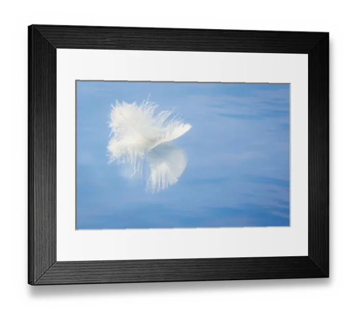 Framed Print : USA, Washington, Seabeck. White feather reflects on water Framed Print : USA, Washington, Seabeck. White feather reflects on water