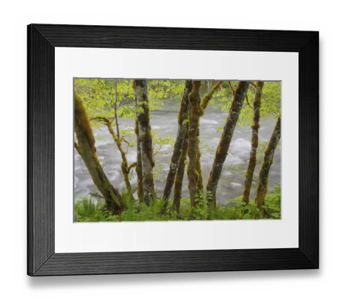 Framed Print : USA, Washingon, Cascade Mountains. View through maple trees of cascading water in Beckler River