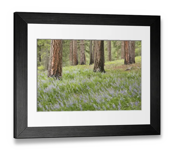 Framed Print : USA, Washington, Leavenworth. Forest and lupine flowers Framed Print : USA, Washington, Leavenworth. Forest and lupine flowers