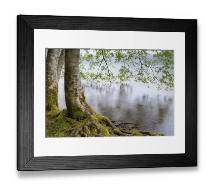 Framed Print : USA, Washington, Olympic National Park. Alder trees overhanging Lake Crescent on rainy day