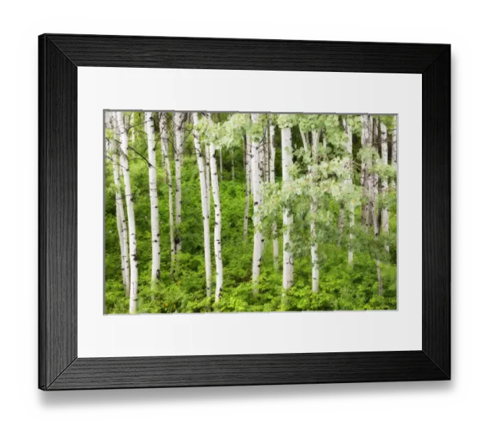 Framed Print : USA, Washington, Leavenworth. Stand of aspen trees in forest