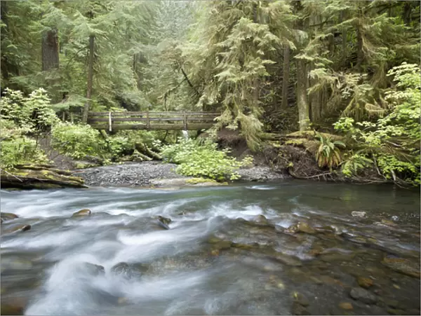 USA, Washington, Olympic National Park. Barnes Creek flows through forest. Credit as
