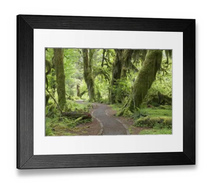 Framed Print : USA, Washington, Olympic National Park. Hall of Mosses Trail in the Hoh River Rainforest