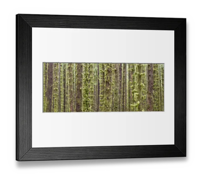 Framed Print : USA, Washington, Olympic National Park. Panoramic of mossy tree trunks in Hoh River Rainforest Framed Print : USA, Washington, Olympic National Park. Panoramic of mossy tree trunks in Hoh River Rainforest