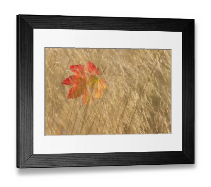 Framed Print : USA, Washington, Seabeck. Vine maple leaf caught in fall grasses at Guillemot Cove County Park Framed Print : USA, Washington, Seabeck. Vine maple leaf caught in fall grasses at Guillemot Cove County Park