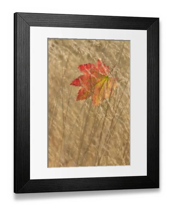Framed Print : USA, Washington, Seabeck. Vine maple leaf caught in fall grasses at Guillemot Cove County Park Framed Print : USA, Washington, Seabeck. Vine maple leaf caught in fall grasses at Guillemot Cove County Park
