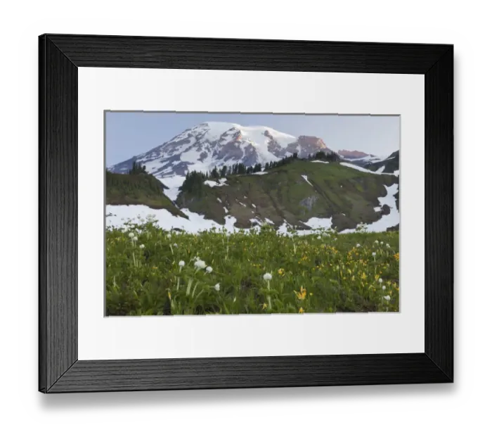 Framed Print : USA, Washington, Mount Rainier National Park. Sunrise on meadow with anemone and glacier lilies