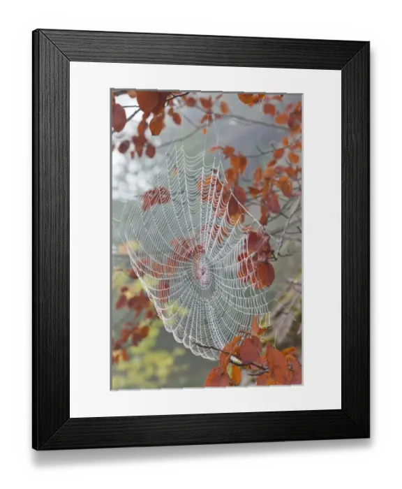 Framed Print : USA, Washington, Seabeck. Dew on spiderweb in tree