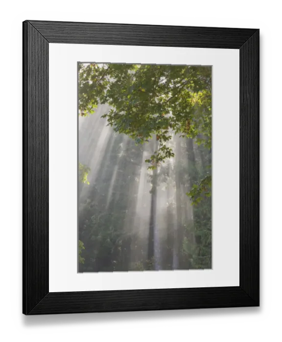 Framed Print : USA, Washington, Seabeck. Morning sun breaking through foggy trees in Scenic Beach State Park