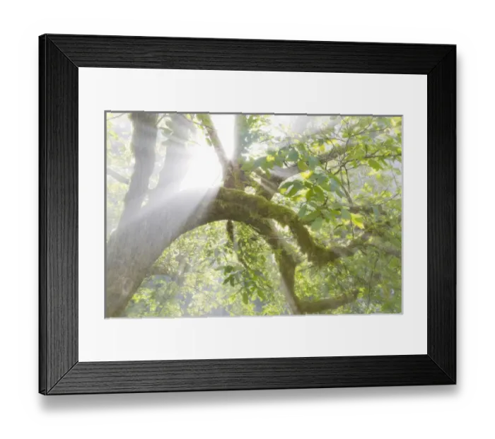 Framed Print : USA, Washington, Seabeck. Morning sun breaking through foggy trees in Scenic Beach State Park Framed Print : USA, Washington, Seabeck. Morning sun breaking through foggy trees in Scenic Beach State Park