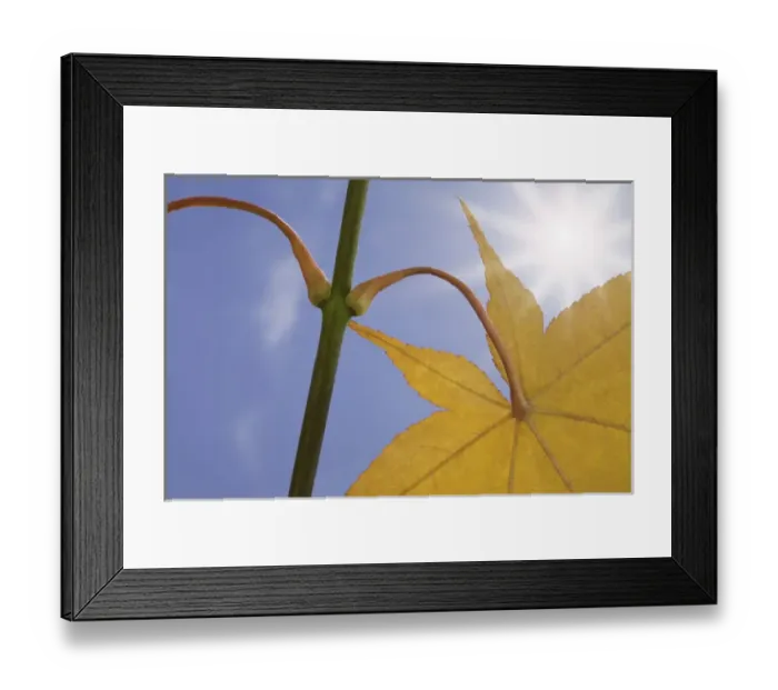 Framed Print : USA, Washington, Seabeck. Maple leaf in autumn color Framed Print : USA, Washington, Seabeck. Maple leaf in autumn color
