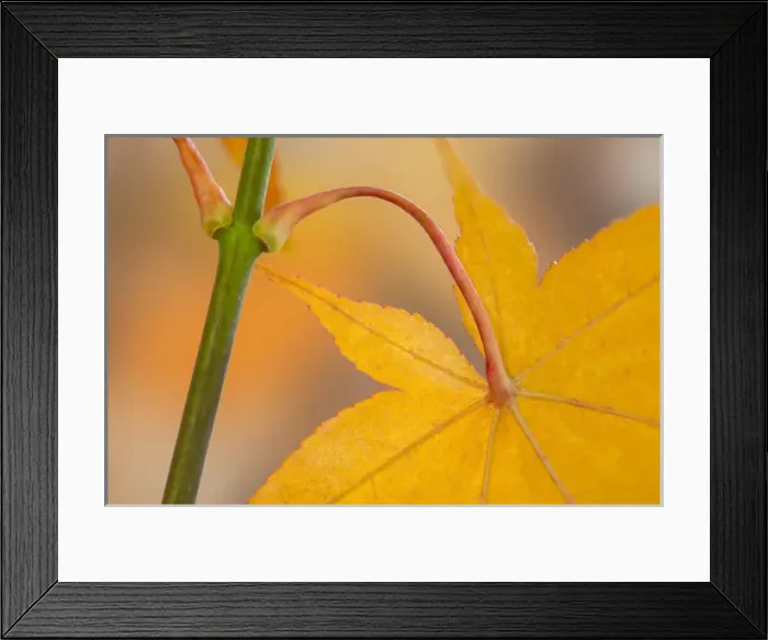 Framed Print : USA, Washington, Seabeck. Maple leaf in autumn color Framed Print : USA, Washington, Seabeck. Maple leaf in autumn color