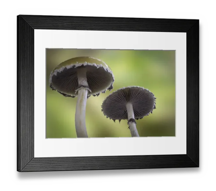 Framed Print : USA, Washington, Seabeck. Close-up underside of mushrooms Framed Print : USA, Washington, Seabeck. Close-up underside of mushrooms