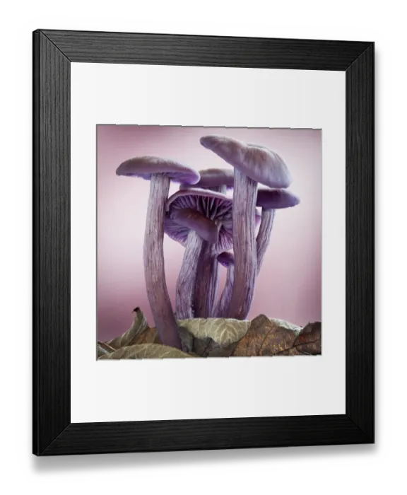 Framed Print : USA, Washington, Seabeck. Close-up of group of mushrooms Framed Print : USA, Washington, Seabeck. Close-up of group of mushrooms
