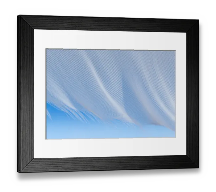 Framed Print : USA, Washington, Seabeck. Close-up of a white feather on a blue background. Credit as Framed Print : USA, Washington, Seabeck. Close-up of a white feather on a blue background. Credit as
