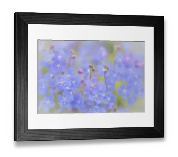 Framed Print : USA, Washington, Bainbridge Island. Spring brunnera on The Bloedel Reserve. Credit as