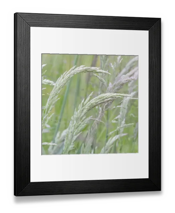 Framed Print : USA, Washington, Seabeck. Close-up of grasses