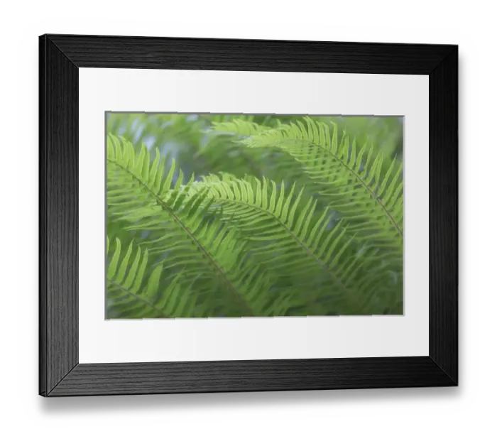 Framed Print : USA, Washington, Seabeck. Sword fern close-up Framed Print : USA, Washington, Seabeck. Sword fern close-up