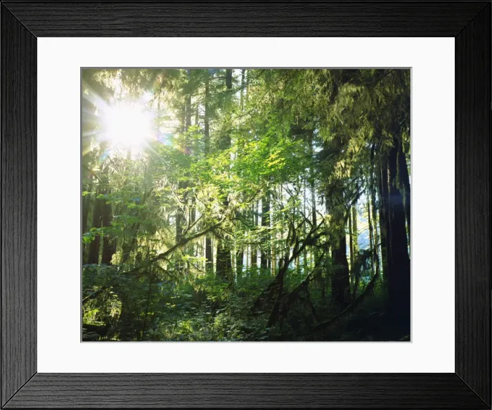 Framed Print : USA; Washington; Olympic National Park. Moss growing from trees in the rain forest Framed Print : USA; Washington; Olympic National Park. Moss growing from trees in the rain forest